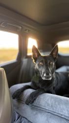 Reunited Male Dog last seen 67th and Thunderbird, Scottsdale, AZ 85254