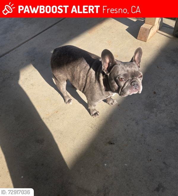 Lost Female Dog last seen E Weldon way McKinley and Clinton, Fresno, CA 93703