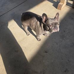 Lost Female Dog last seen E Weldon way McKinley and Clinton, Fresno, CA 93703