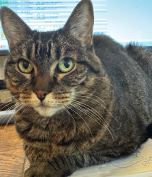 Reunited Female Cat last seen Whitney Boulevard and Argonaut , Rocklin, CA 95677