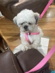 Reunited Female Dog last seen Cracker Barrel in Dunn nc, Dunn, NC 28334