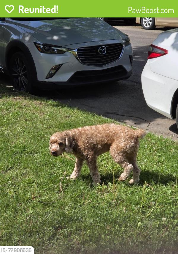 Reunited Unknown Dog last seen Lafayette Ave , Grand Rapids, MI 49505