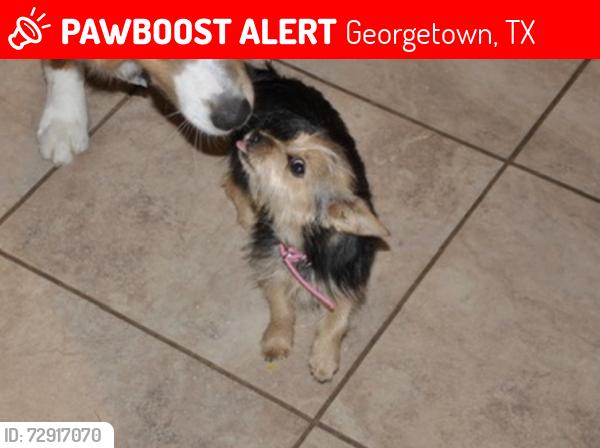 Lost Female Dog last seen belton dr, Georgetown, TX 78633