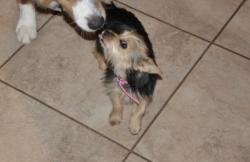 Lost Female Dog last seen belton dr, Georgetown, TX 78633