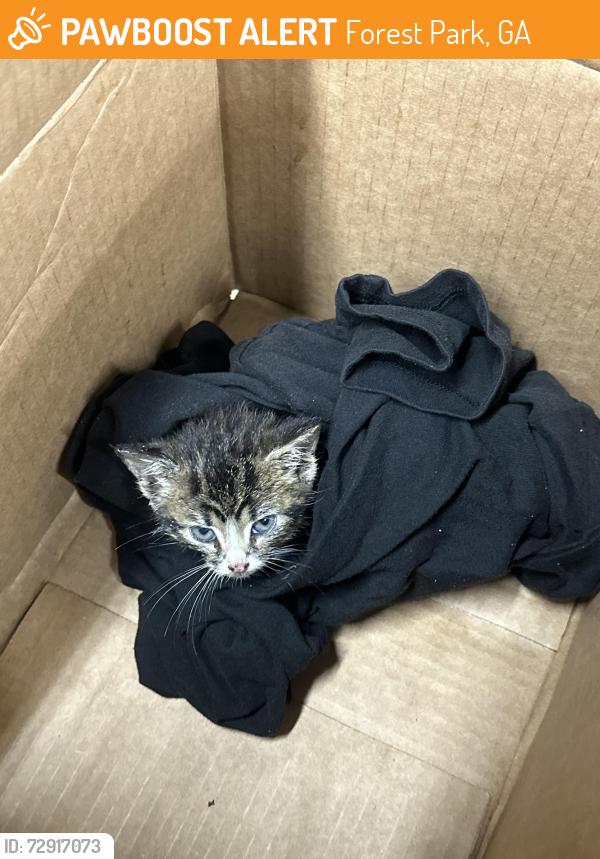 Found/Stray Unknown Cat last seen Lee auto repair , Forest Park, GA 30297