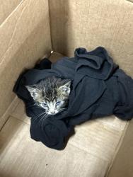 Found/Stray Unknown Cat last seen Lee auto repair , Forest Park, GA 30297