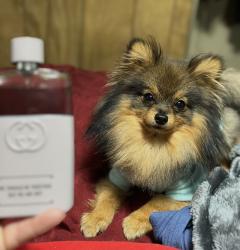 Lost Male Dog last seen Drive av and Lackland dr, Overland, MO 63114