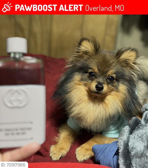 Lost Male Dog last seen Drive av and Lackland dr, Overland, MO 63114