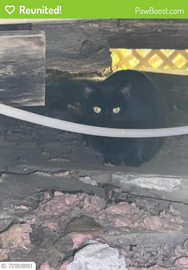 Reunited Unknown Cat last seen Healy Rd, Worcester, MA 01603, USA, Worcester, MA 01603