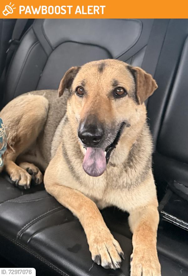 Found/Stray Female Dog last seen Highway 123, Guadalupe County, TX 78666