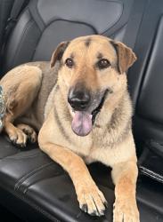 Found/Stray Female Dog last seen Highway 123, Guadalupe County, TX 78666