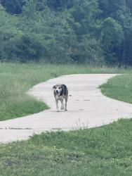 Found/Stray Unknown Dog last seen Fisher Park, New Braunfels, TX 78130