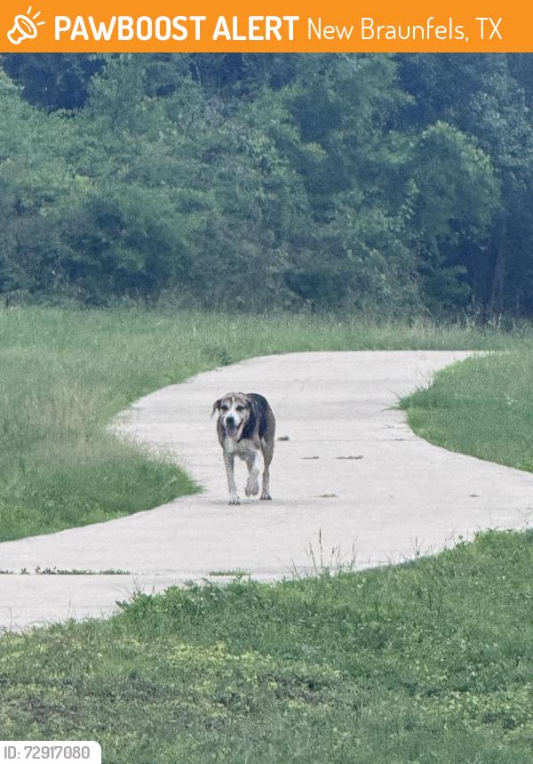 Found/Stray Unknown Dog last seen Fisher Park, New Braunfels, TX 78130
