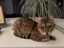 Lost Female Cat last seen Trail Canyon/ Cumberland, Aliso Viejo, CA 92656