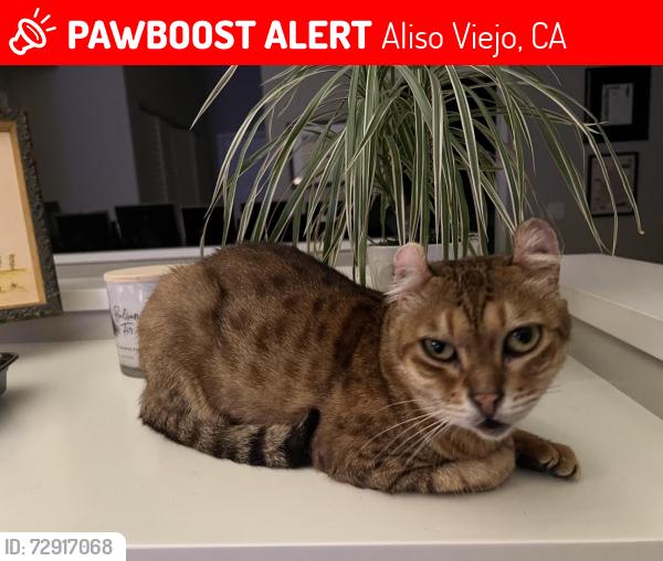 Lost Female Cat last seen Trail Canyon/ Cumberland, Aliso Viejo, CA 92656