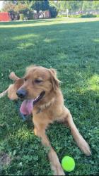 Lost Male Dog last seen Vintage Park, Sacramento, CA 95828