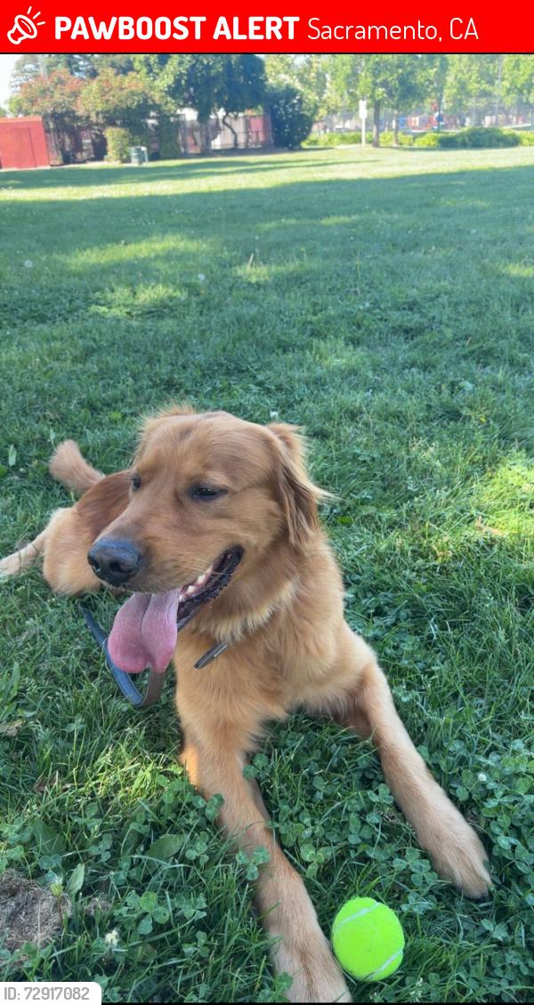 Lost Male Dog last seen Vintage Park, Sacramento, CA 95828