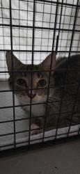 Shelter Stray Female Cat last seen Near Crestwood Lane, VIRGINIA BEACH, VA, 23453, Virginia Beach, VA 23451