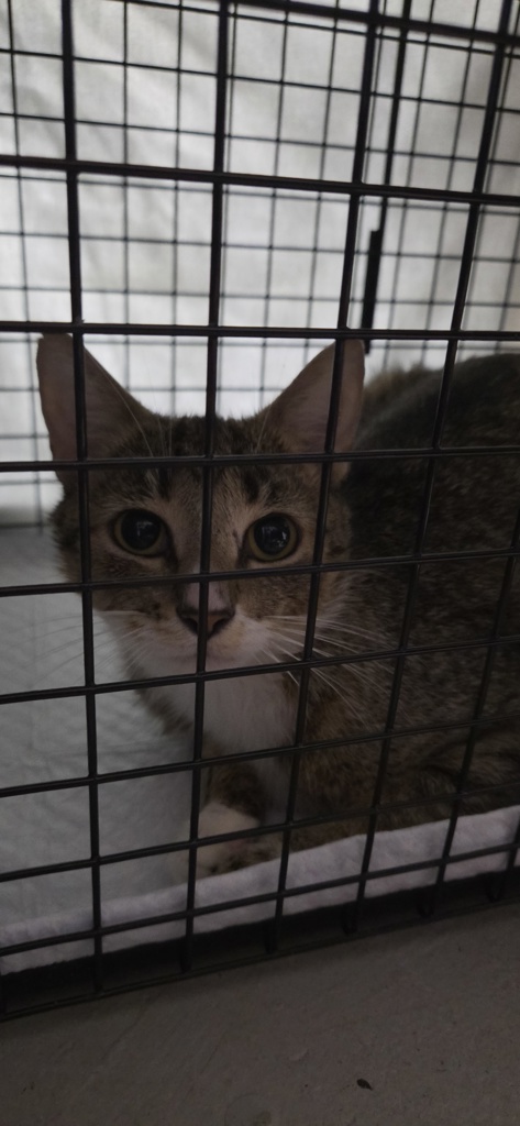 Shelter Stray Female Cat last seen Near Crestwood Lane, VIRGINIA BEACH, VA, 23453, Virginia Beach, VA 23451