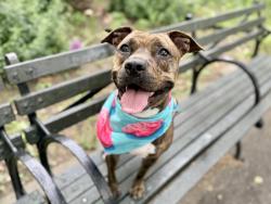 Shelter Stray Female Dog last seen Near Eastchester Road, BRONX, NY, 10461, New York, NY 10029