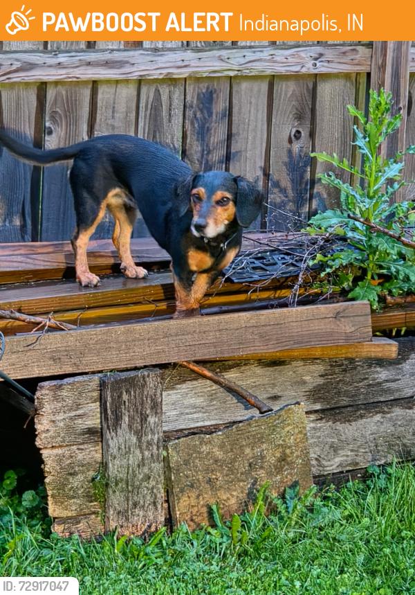 Found/Stray Female Dog last seen Stop11 and Arlington , Indianapolis, IN 46237