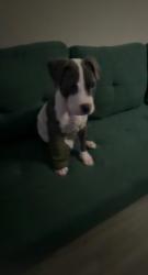 Lost Male Dog last seen Don Julio Boulevard & Bolivar , North Highlands, CA 95660