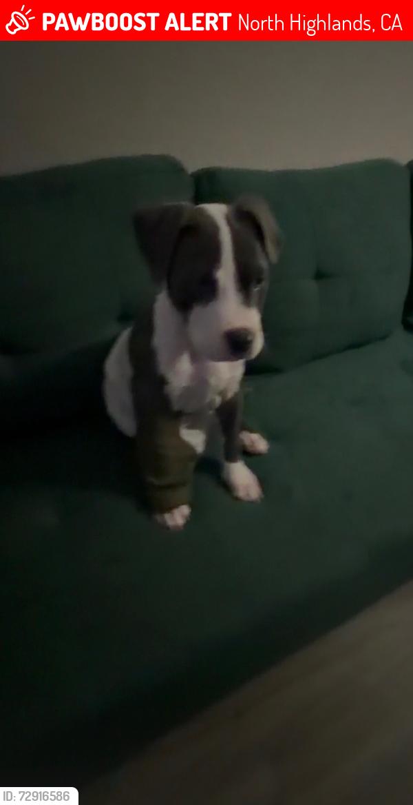 Lost Male Dog last seen Don Julio Boulevard & Bolivar , North Highlands, CA 95660