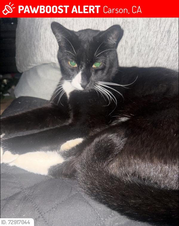 Lost Male Cat last seen Carson harbor village , Carson, CA 90746