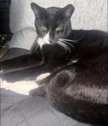 Lost Male Cat last seen Carson harbor village , Carson, CA 90746