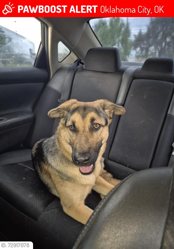 Lost Female Dog last seen Highway 152 an morgan rd, Oklahoma City, OK 73064