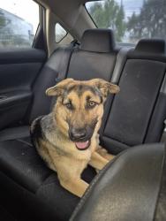 Lost Female Dog last seen Highway 152 an morgan rd, Oklahoma City, OK 73064