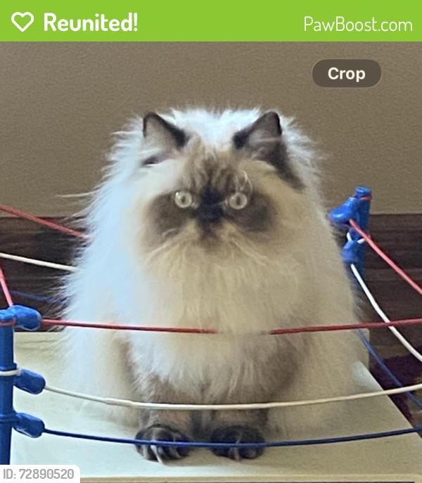 Reunited Male Cat last seen Bideford Drive, South Park Township, PA 15129