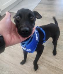 Reunited Male Dog last seen 107th and Peralta Oaks, Oakland, CA 94605