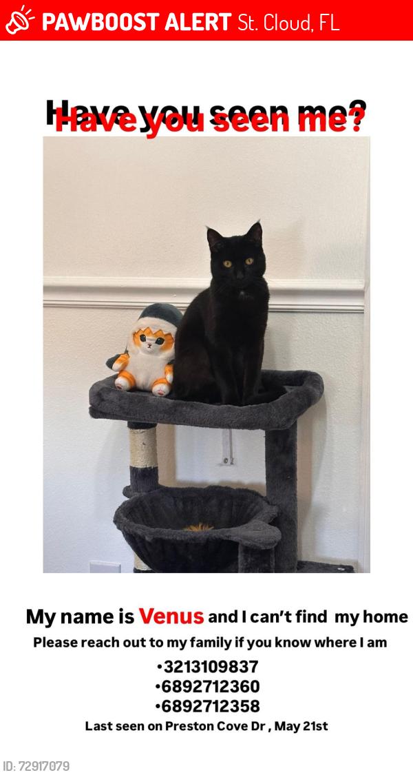 Lost Male Cat last seen Street Jones Rd and street wranger Ln, St. Cloud, FL 34771