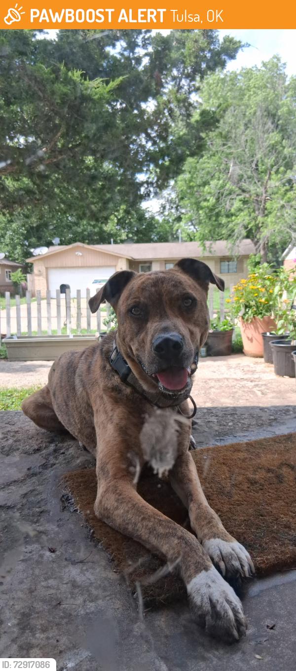 Found/Stray Male Dog last seen Disney elementary , Tulsa, OK 74129