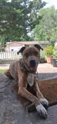 Found/Stray Male Dog last seen Disney elementary , Tulsa, OK 74129