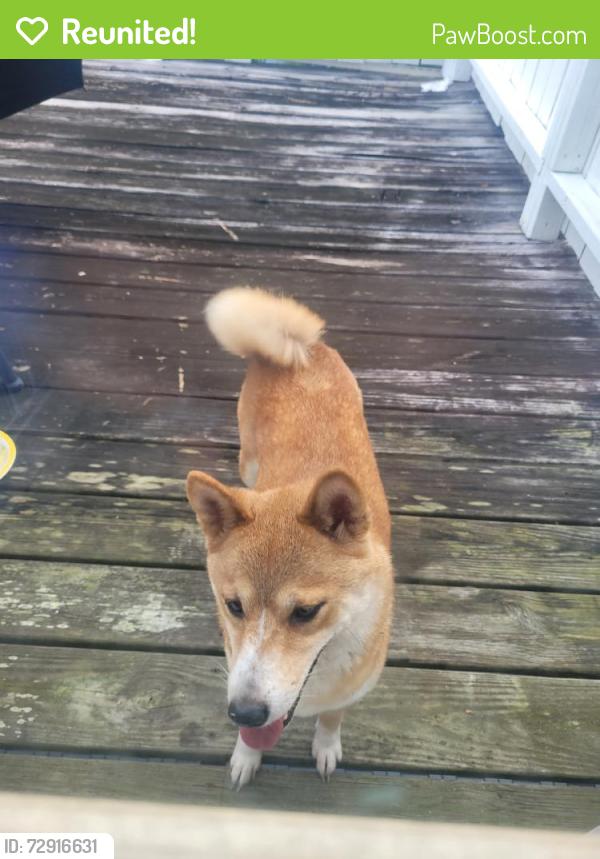 Reunited Unknown Dog last seen Druid Rd, Clearwater, FL, USA, Clearwater, FL 33764