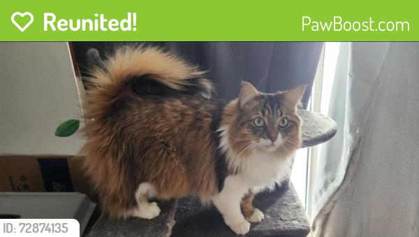 Reunited Male Cat last seen Joslyn and Heights rd, Lake Orion, MI 48362
