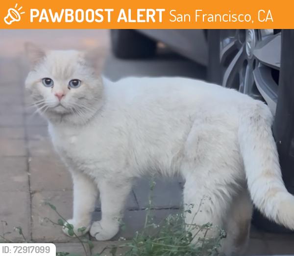 Found/Stray Male Cat last seen Irving St, San Francisco, CA 94122