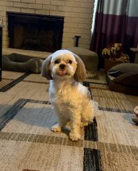 Reunited Female Dog last seen Westcliff , Las Vegas, NV 89145