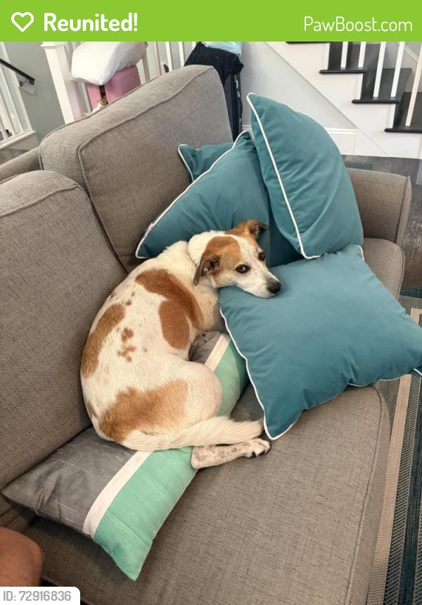 Reunited Female Dog last seen Corolla light community, Corolla, NC 27927