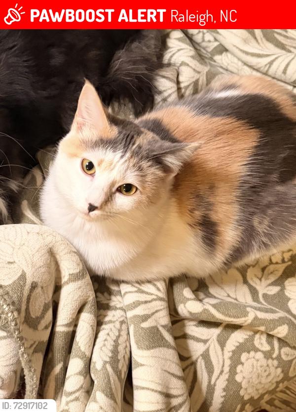 Lost Female Cat last seen Greenway off garner road, Raleigh, NC 27610
