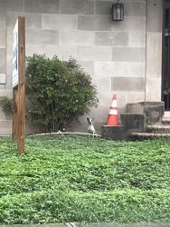 Found/Stray Unknown Dog last seen Kentucky ave & N Zarzamora st , San Antonio, TX 78201