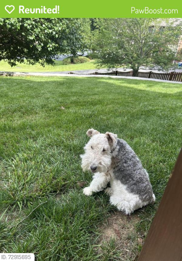 Reunited Female Dog last seen Orchard Hill Road, Mud Lick Roak , Roanoke, VA 24018