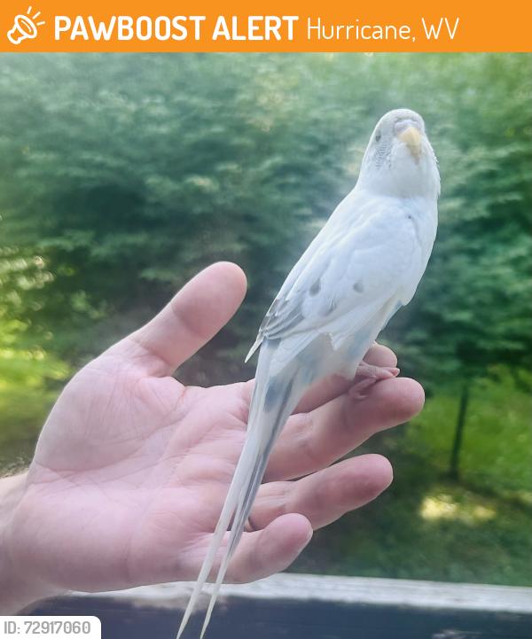 Found/Stray Unknown Bird last seen Route 60 Hurricane WV, Hurricane, WV 25526