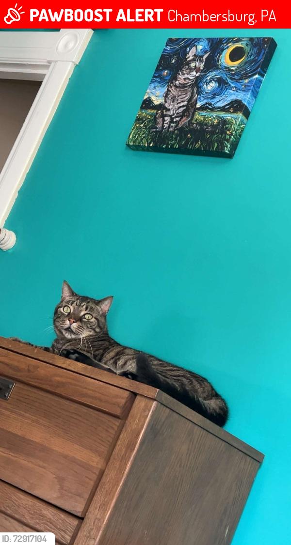 Lost Male Cat last seen Sienna Drive Chambersburg PA, Chambersburg, PA 17201