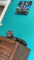 Lost Male Cat last seen Sienna Drive Chambersburg PA, Chambersburg, PA 17201