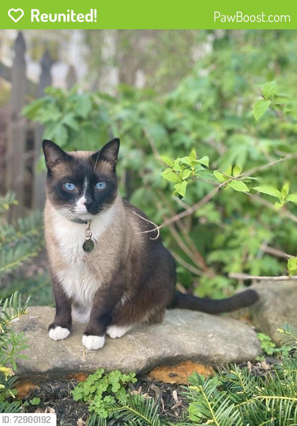 Reunited Male Cat last seen Hardendorf Ave & Harriet Ave (Candler Park / Lake Claire), Atlanta, GA 30307