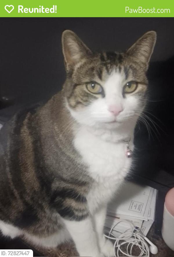 Reunited Female Cat last seen Snipes and barcelona sw, Albuquerque, NM 87121