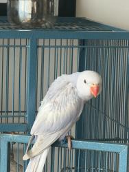Lost Male Bird last seen Prospect rd , Oakland Park, FL 33334